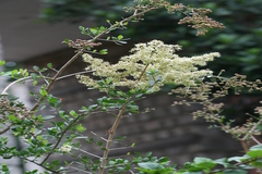 Lawsonia inermis